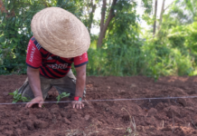 Agrofloresta em aldeia traz esperança de unir família em torno da terra