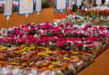 Finados: Procon encontra diferenças de preços de flores de até 194,12%