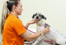 Subea promove atendimento e castração aos pets no Coophavila