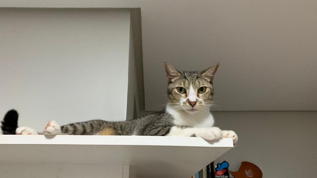 🐱 Dia Internacional do Gato: veja segredos, curiosidades e algumas verdades sobre os felinos 🐱 Dia Internacional do Gato: veja segredos, curiosidades e algumas verdades sobre os felinos