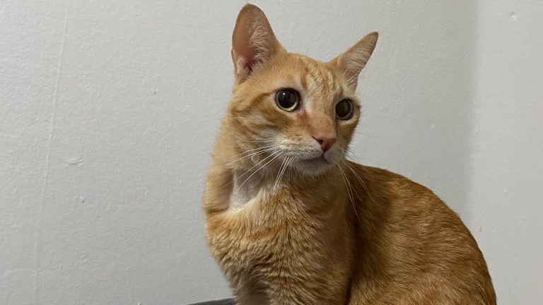 Cauê, o gato aventureiro, contra a agulha maléfica: uma crônica divertida!