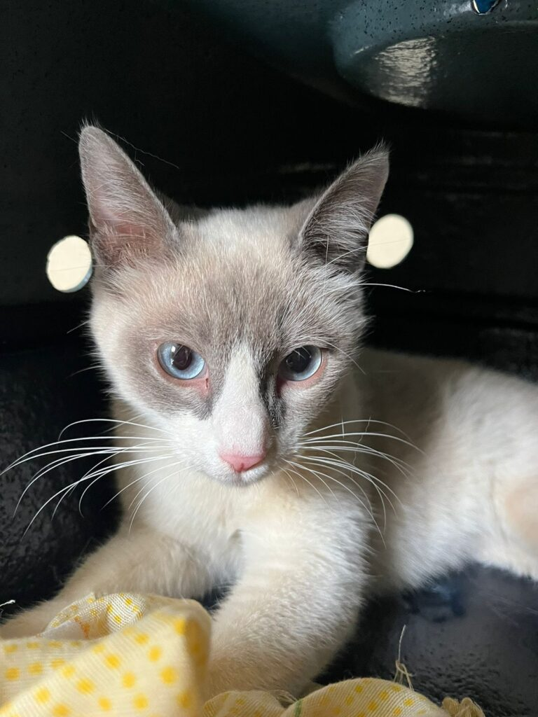 Castração da população domiciliada de cães e gatos ainda é um desafio na Capital