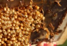 Idoso de 89 anos é socorrido em estado grave ao ser atacado por enxame na Capital