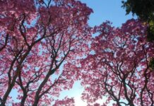 Época mais florida do ano, estação da primavera chega no próximo dia 23 de setembro