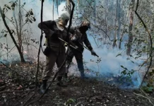 Mato Grosso do Sul e Mato Grosso decretam emergência em razão de incêndios no Pantanal