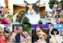 Feira de adoção da Subea acontece no domingo