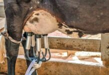 Custo de produção de leite tem alta de 1,3% em novembro