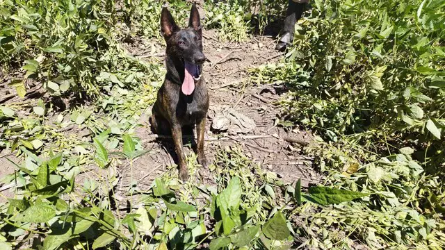 Cadela Laika do Corpo de bombeiros localiza corpo de homem em distrito de Dourados