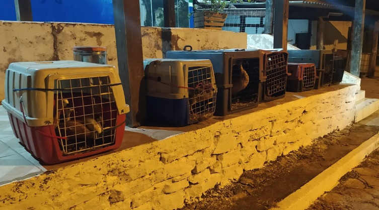 Carregamento de aves silvestres é apreendido pelo Exército na BR-262