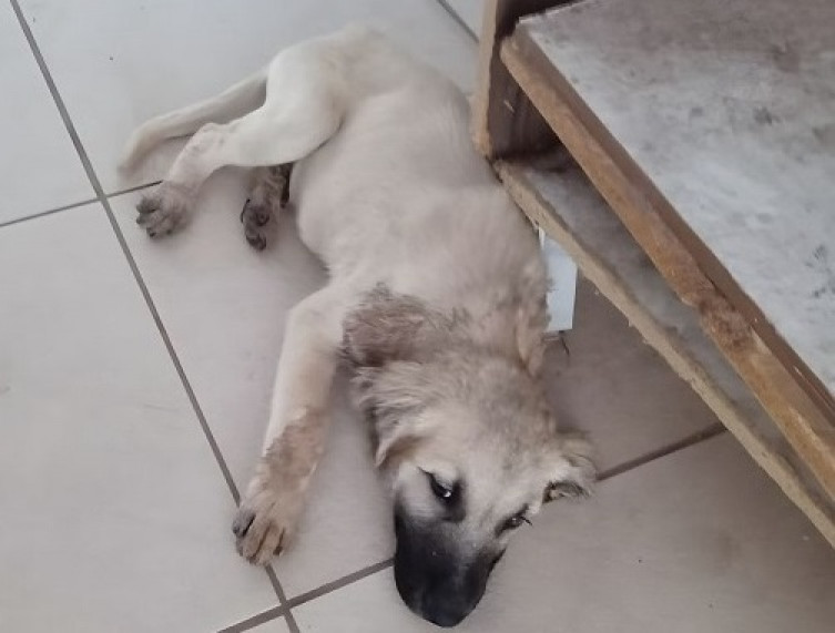 Cachorro tenta passar por tubulação de saída de água, mas acaba entalado em Corumbá