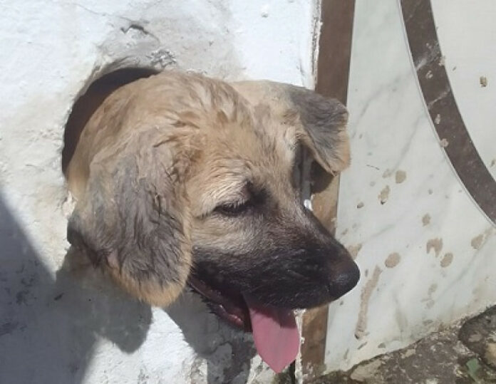 Cachorro perdido em teto de empresa é resgatado pelos bombeiros, em Corumbá