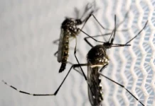 Dengue: Brasil ultrapassa meio milhão de casos prováveis este ano