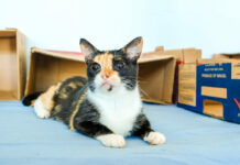 Prefeitura realiza ação de adoção de cães e gatos neste domingo