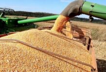 Colheita de soja avança em MS, mas fica abaixo do registrado no ano passado