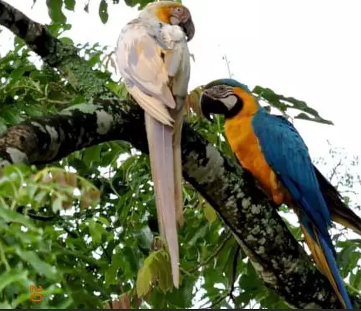 Plumagem diferente de arara chama atenção de moradora em cidade do MS