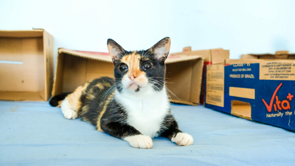 🐱 Dia Internacional do Gato: veja segredos, curiosidades e algumas verdades sobre os felinos 🐱 Dia Internacional do Gato: veja segredos, curiosidades e algumas verdades sobre os felinos