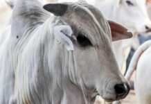 Exportações brasileiras de carne bovina sinalizam possível recorde mensal