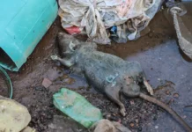 Rio Grande do Sul confirma 20ª morte por leptospirose após enchentes