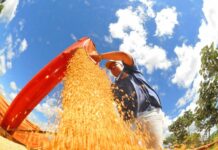 Balança comercial de MS tem superávit com saldo de US$ 2,9 bilhões no ano