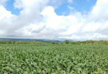 Preço da soja cai 1,4% em MS e comercialização da safra 2025/26 segue lenta