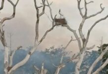 Com incêndios no Pantanal, ninho de tuiuiú e onça são monitorados por socorristas