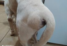 Hérnia perineal: cães machos e mais velhos são os mais acometidos pela doença