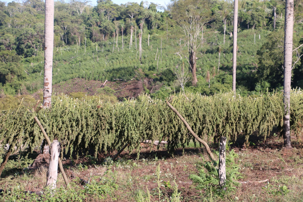 Operação Nova Aliança já destruiu mais de 500 toneladas de maconha na fronteira