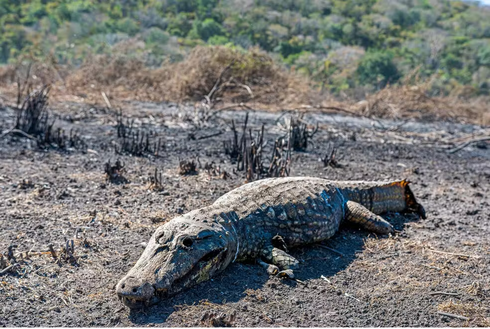 Animais enfrentam luta pela sobrevivência em incêndios no Pantanal