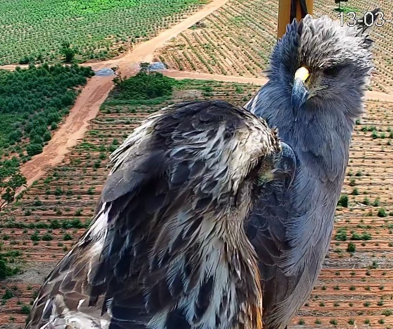 Aves da espécie Águia-cinzenta são avistadas nas florestas de eucalipto em MS