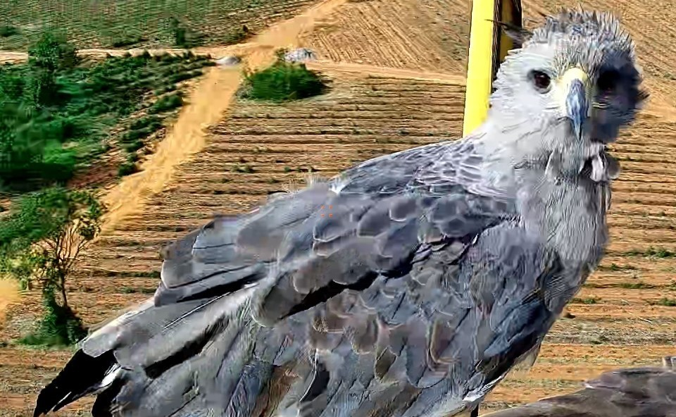 Aves da espécie Águia-cinzenta são avistadas nas florestas de eucalipto em MS