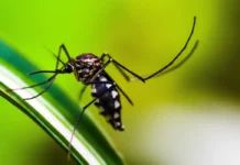 Brasil se aproxima de 6 milhões de casos e 4 mil mortes por dengue