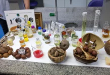 Centro desenvolve modelo de negócios com base na biodiversidade