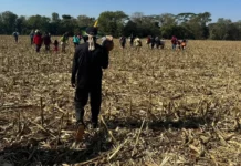 Comitiva federal visita áreas de conflitos indígenas em Mato Grosso do Sul