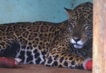 Onças-pintadas Antã e Miranda tem sinais de melhora e hospital realiza hoje manejo delas