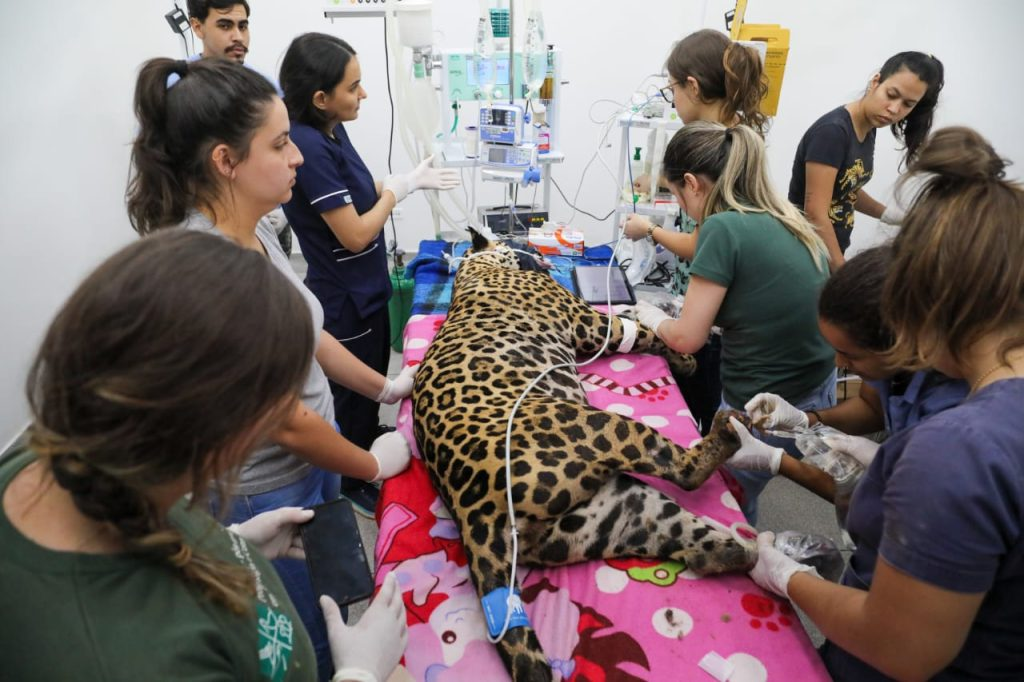 Onças resgatadas passam por exames e recebem cuidados especiais no Ayty