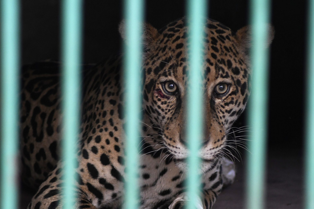 Onça chega ao Hospital Ayty para tratamento e esturro é o 1º sinal positivo do animal