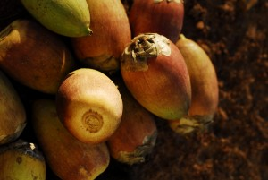 Frutos de acuri e bocaiúva colhidos na Capital serão enviados às araras azuis do Pantanal