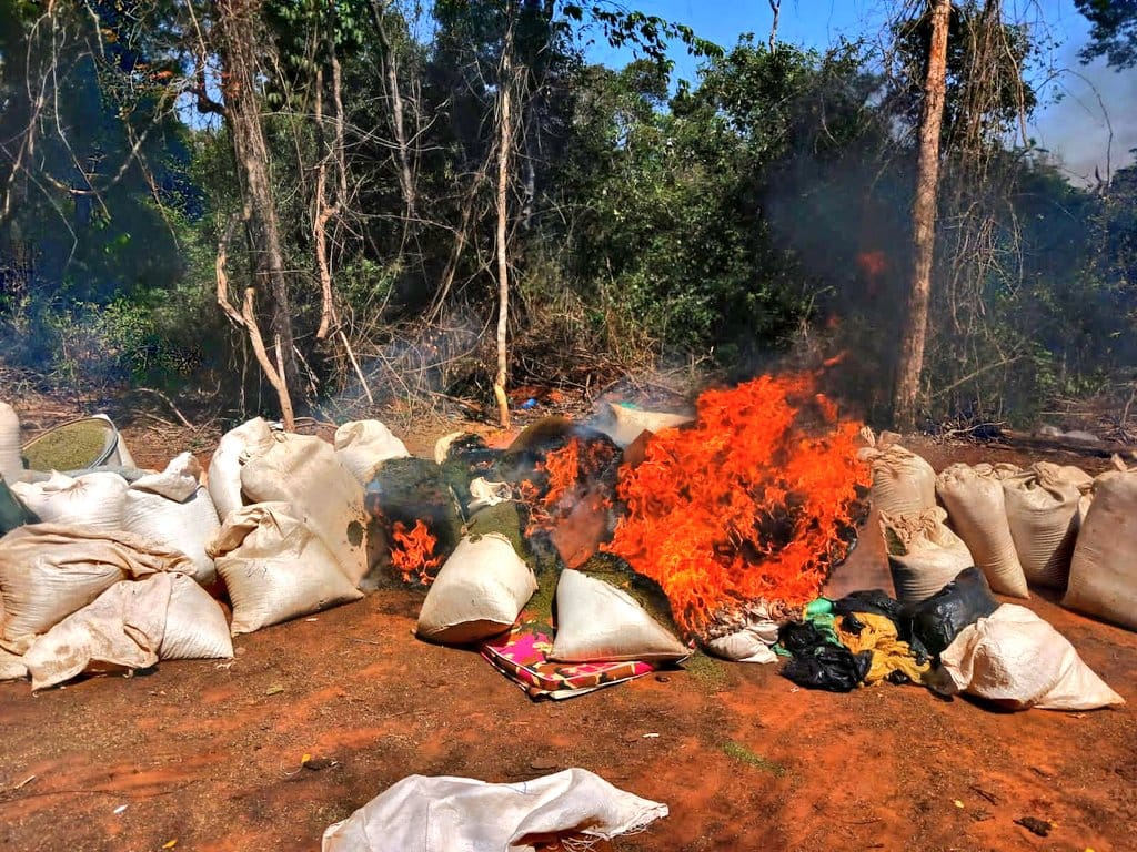 Força de segurança do Paraguai destrói acampamentos de preparação de maconha Força de segurança do Paraguai destrói acampamentos de preparação de maconha