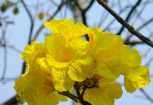 Primavera começa neste domingo; veja como será a estação em MS