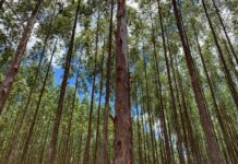 Estudo destaca contribuição das florestas plantadas em MS para a meta de carbono neutro