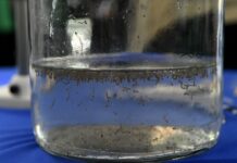 MS registra mais de 4 mil casos de chikungunya e 10 mortes em 2026