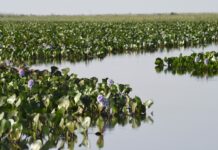 ICMS Ecológico 2025: Governo divulga índices de participação municipal