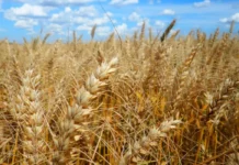 Agroecologia pode retardar efeitos da crise climática nas lavouras