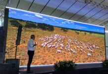 Com programa Precoce MS, abate de novilhos em MS aumenta 112% nos últimos anos