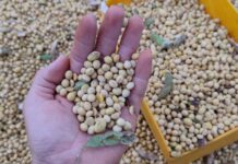 Preço da soja reage e sobe 1,67% em MS após semanas de queda, aponta boletim