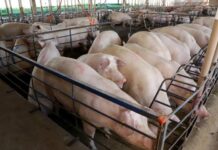 Novo status sanitário amplia credibilidade da suinocultura de MS e impulsiona abates e exportações