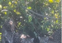 Vídeo mostra encontro de turistas com três onças no Rio Miranda: “Que dia incrível, que sonho!”, disseram