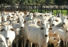 Produtores rurais de MS têm até 2 de junho para declarar rebanhos, alerta Iagro