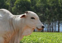 Carne brasileira passa a pagar tarifa de 67% para entrar na China