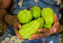 Veja 5 receitas com o chuchu: a hortaliça subestimada que faz bem para a saúde